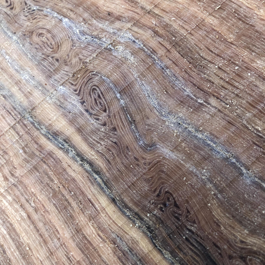 Legni da intaglio